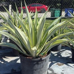 False Agave - 25gl