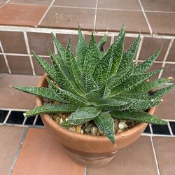Aloe Succulent