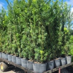 Beautiful Podocarpus Plants For Inmediate Privacy!!! 6 Feet Tall ! Fertilized 