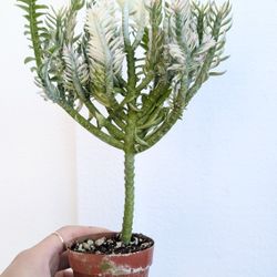 Devil's Backbone Variegated Plant 2" Pot - Indoor House Plants 