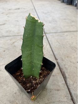 Dragon fruit yellow plant