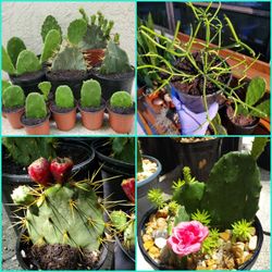 Cactus. Succulents. $3, $5 Each