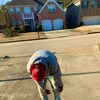 Jalen