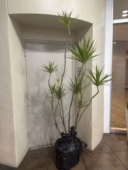 Tall Dracaena Marginata Live Plant