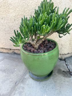 Succulent Jade tree