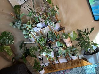 House Plant Purge