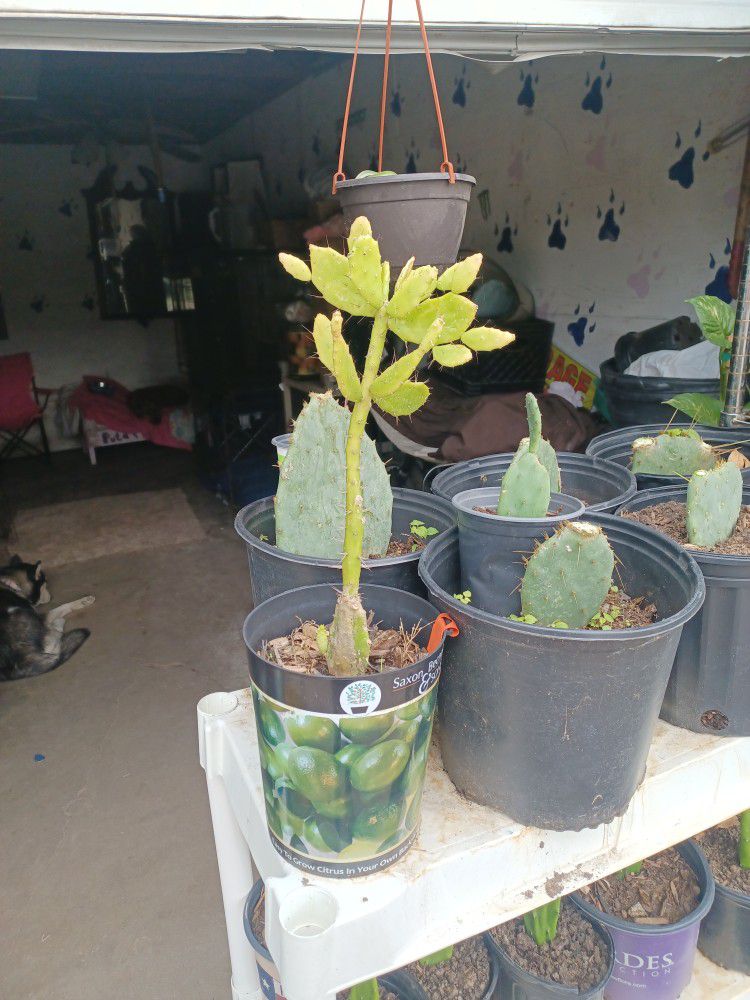 Catus Succulent Plant Clipping Planted In Pots $1 Each 