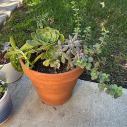 Succulent Sale 
