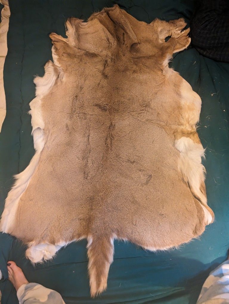 4 Deer Hides 