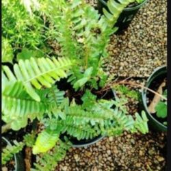 Boston Fern Houseplant 6"