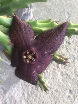 Planta floriando