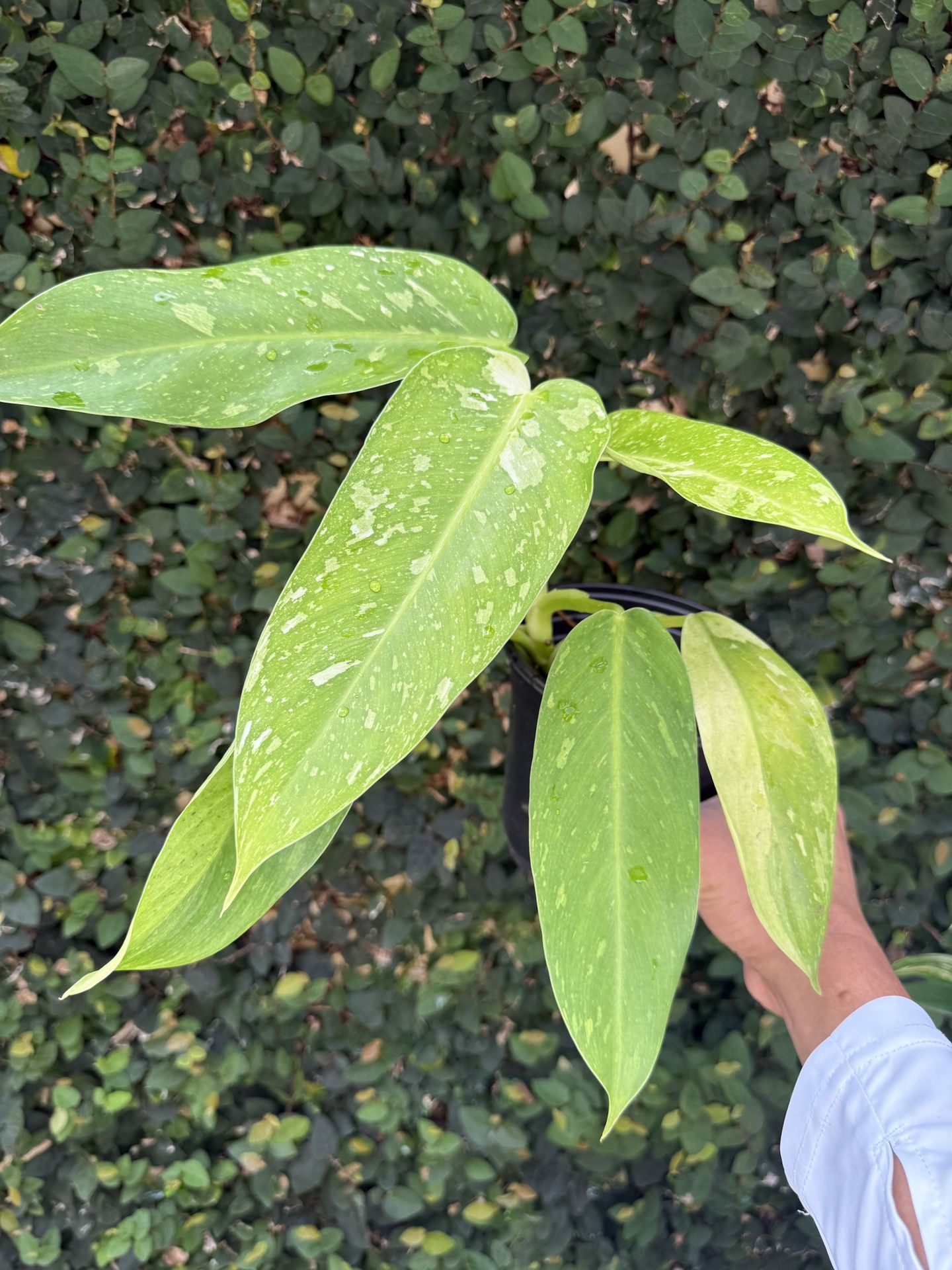 Philodendron Jose bueno