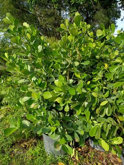 Huge Clusias about 7 feet tall  Instant privacy hedge for fence