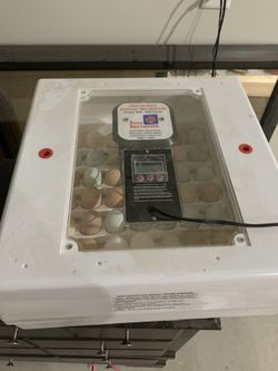 Fertilized chicken eggs