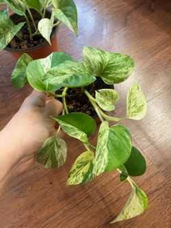 Marble queen pothos plant