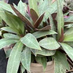 Reodiscolor Plant 6inches Pot