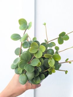Pepperomia Hope Plant 4" Pot - Indoor House Plants
