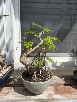 Tropical plant bonsai