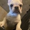 Let's make a deal/ Frenchie HQ