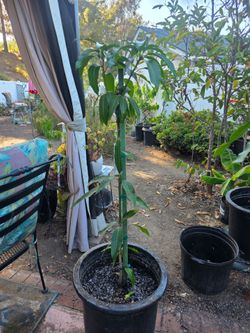 Grafted Keitt mango tree in a 15 gallon container