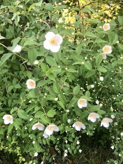 Mock orange plant seed Pre Order