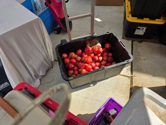 Fresh Pomegranates –50 cents each  Large Bulk Lot