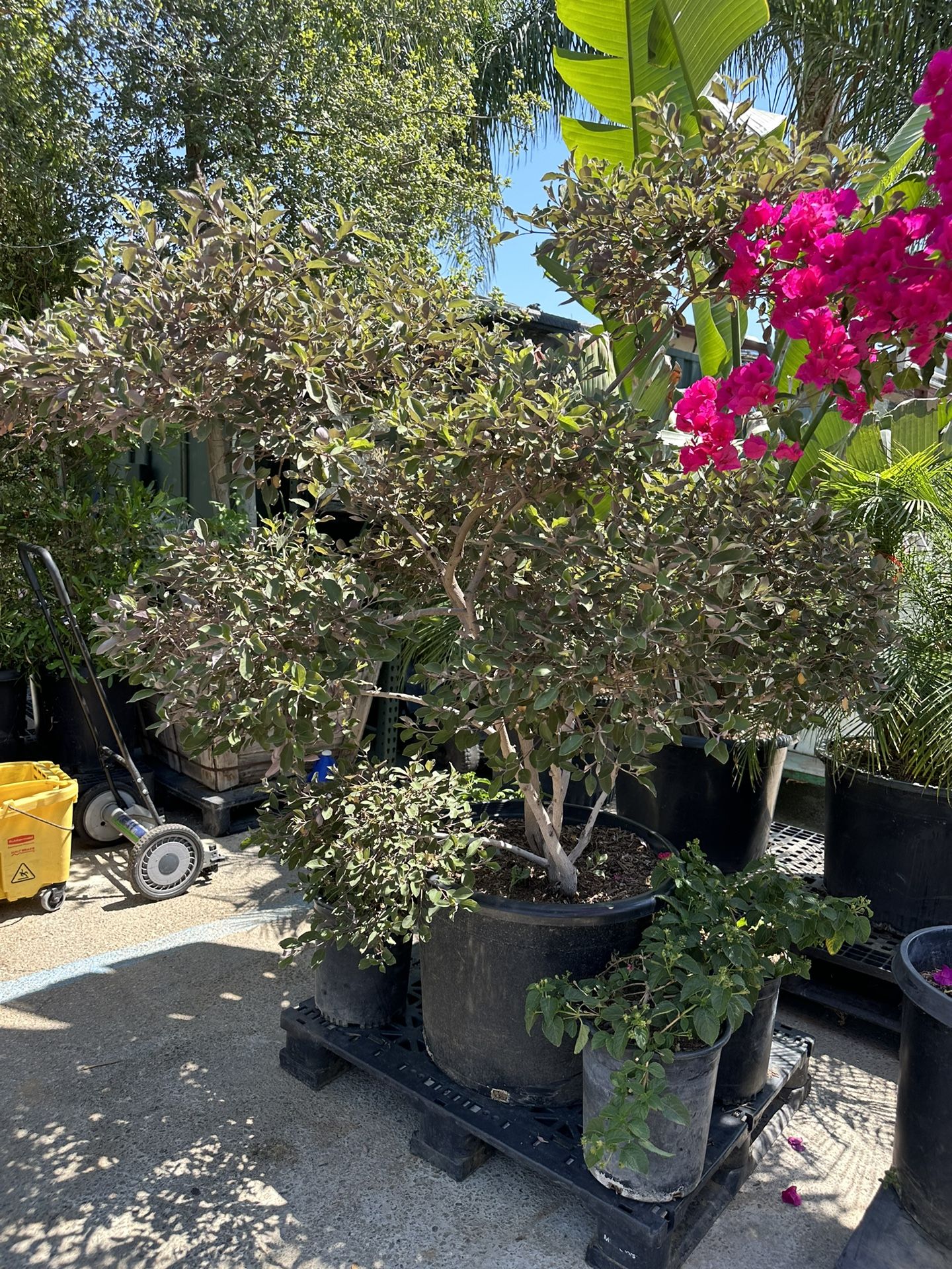 Vitex Topiary Bonsai