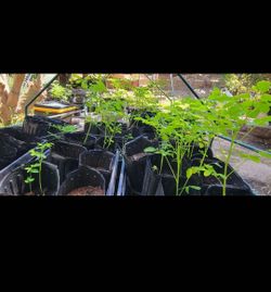 Moringa Plants Sale. In Eagle Rock