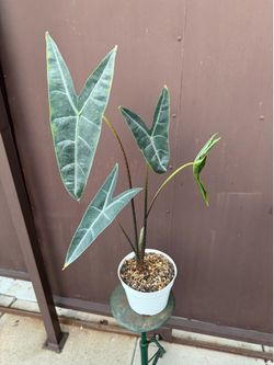 6” xxl Alocasia longiloba purple