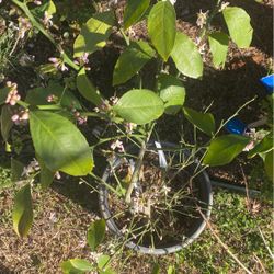 Organic Lemon  52 Inches Tall 