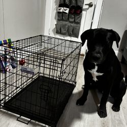 Small Dog Cage