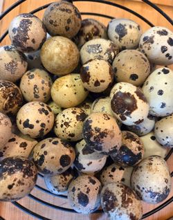 Mix of Rare Colored Fertile Quail Eggs
