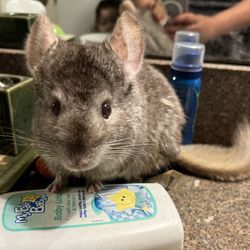 Chinchilla