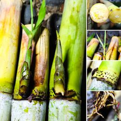 20x Sugar Cane Plant Cuttings (8-12") 🎋