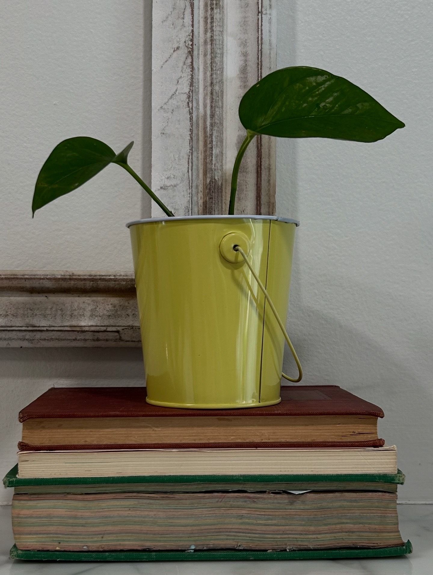 Golden Pothos Plant in Yellow Bucket 