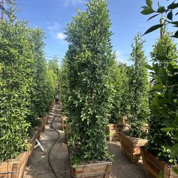 Ficus Nitida Indian Laurel Privacy Hedge