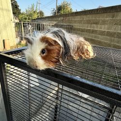 Guinea Pig With Cage