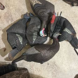 Turkey Decoys 