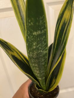 Rare Sansevieria 'Gold Flame' | La Rubia Snake Plant | Drought Tolerant |  Air Purifying for Sale in Atlanta, GA - OfferUp