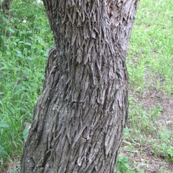 Mesquite Trunk