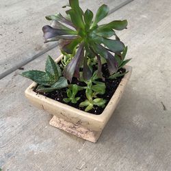 Beautiful Succulent
