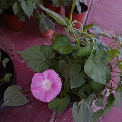 Morning Glory Climbing Plants (Pink)