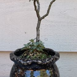 Bonsai Tree 6 Inches