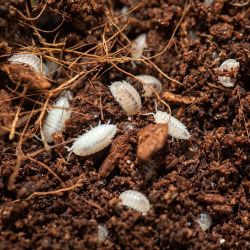 Dwarf White Isopods 50ct