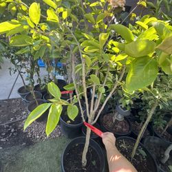 Chocolate Persimmon Tree