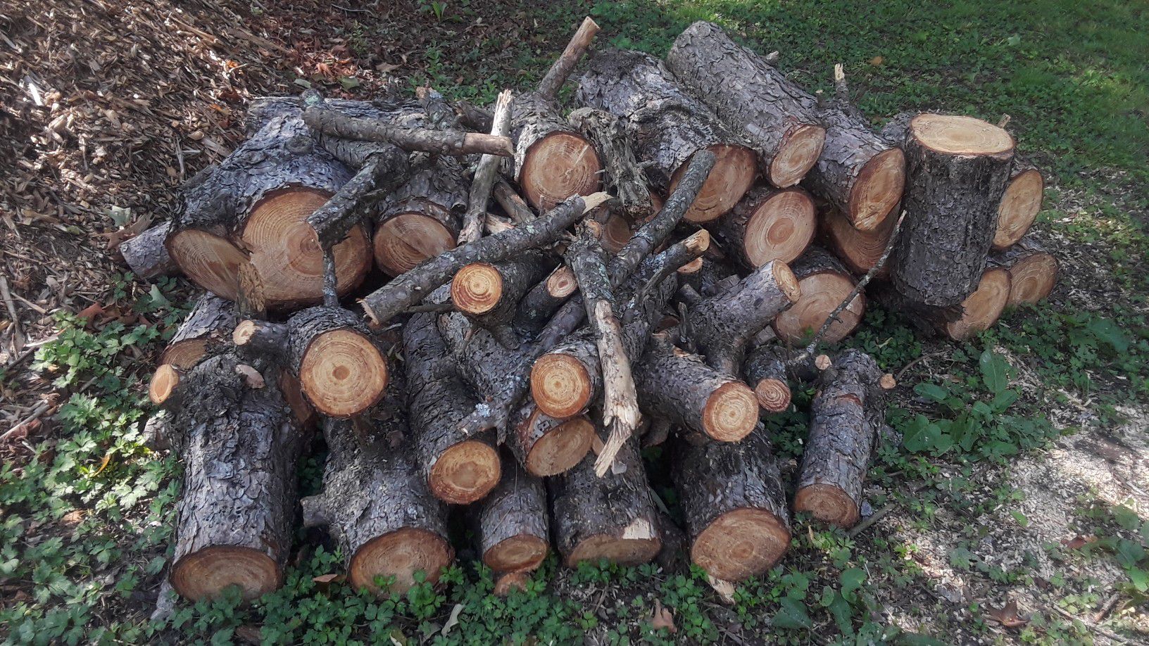 Free pine fire wood and a big pine log in Elmhurst Pennsylvania.