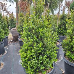 Topiary Boxwood Cones