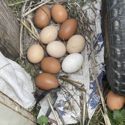 Fresh Eggs