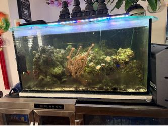 Saltwater reef aquarium tank