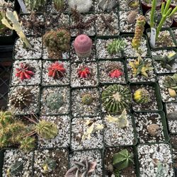 Succulents